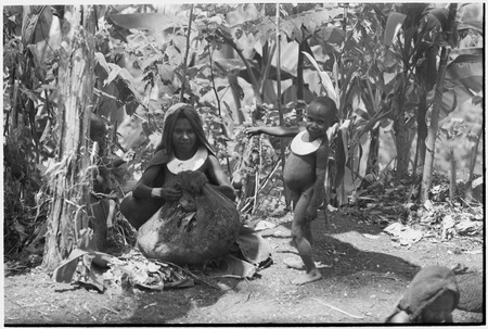 Pig festival, pig sacrifice, Tsembaga: woman and child wearing shell valuables, gather bark for lining above ground ovens