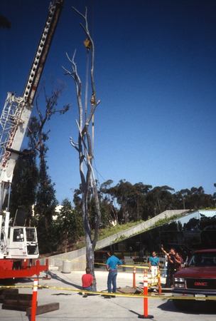 Trees: view of Silent Tree being re-installed in front of Geisel Library, UCSD, June, 1993