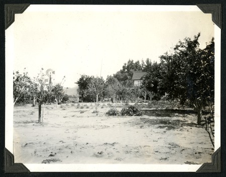 Orchard at the Hamilton Ranch in the Santo Domingo Valley