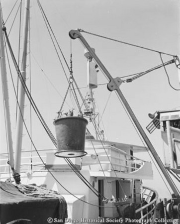 Hoisting bucket of tuna from boat docked at San Diego cannery
