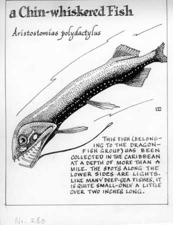 A chin-whiskered fish: Aristostomias polydactylus (illustration from &quot;The Ocean World&quot;)