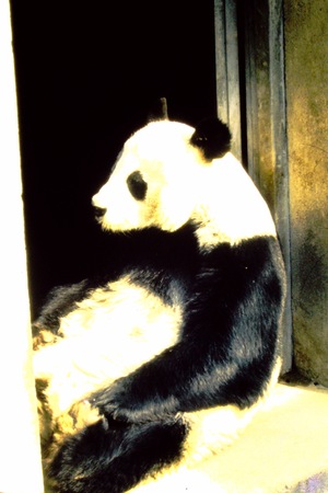 Beijing Zoo, giant panda (2 of 2)