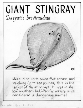 Giant stingray: Dasyatis brevicaudata (illustration from &quot;The Ocean World&quot;)