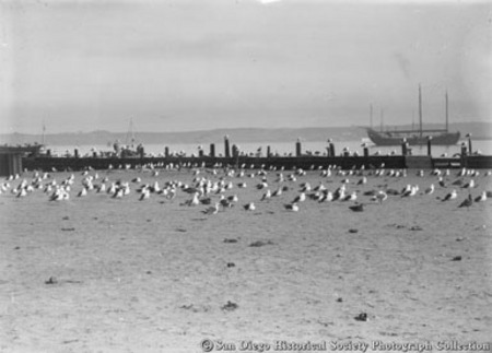 Gulls on waterfront, San Diego