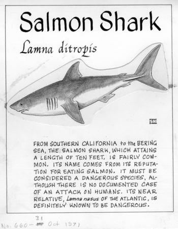 Salmon shark: Lamna ditropis (illustration from &quot;The Ocean World&quot;)