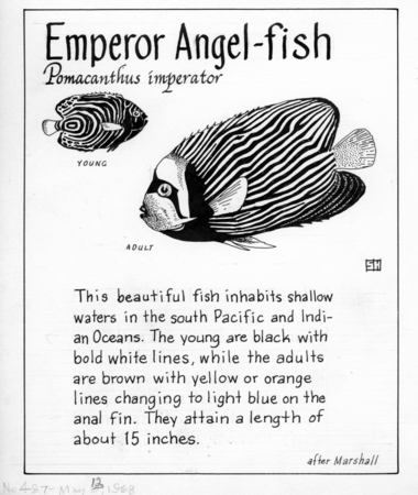 Emperor angel-fish: Pomacanthus imperator (illustration from &quot;The Ocean World&quot;)