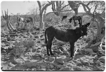 Hobbled burros near Rancho Carrizito