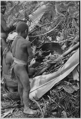 Pig festival, uprooting cordyline ritual, Tsembaga: boys prepare smoked marsupials, which will be cooked with pandanus