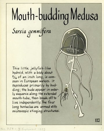 Mouth-budding medusa: Sarsia gemmifera (illustration from &quot;The Ocean World&quot;)