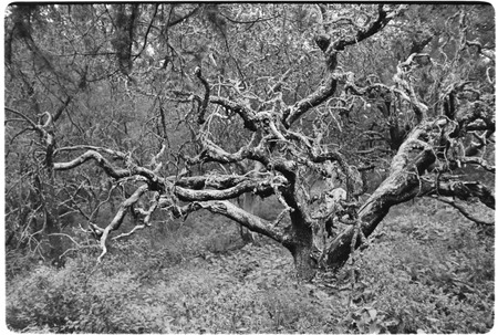 Dead tree in the Cape Sierra