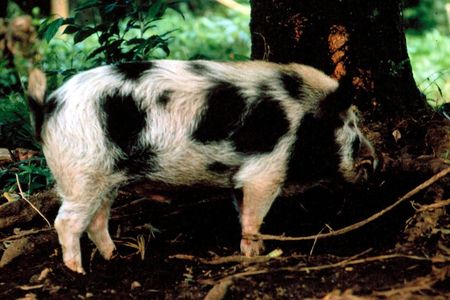 Pig, Lolovoli