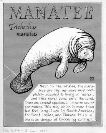 Manatee: Trichechus manatus (illustration from &quot;The Ocean World&quot;)