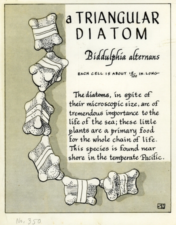 A triangular diatom: Biddulphia alternans (illustration from &quot;The Ocean World&quot;)