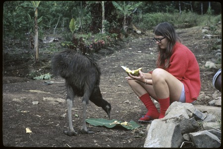 Cassowary being fed by Susan Pflanz Cook