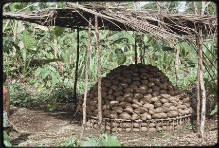 Yam display: large heap of yams arranged within a circular framework, under a shade structure