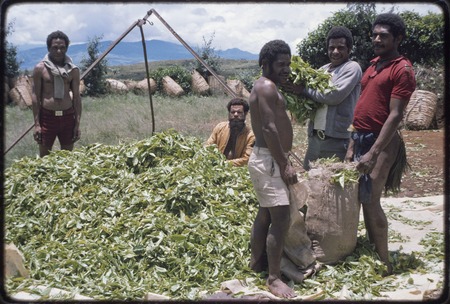 Western Highlands: tea plantation harvest, men bagging leaves