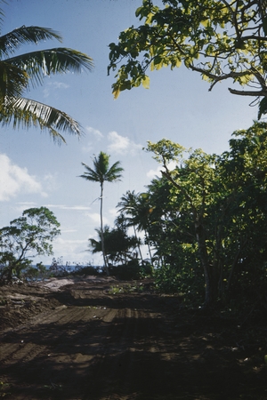 A roadway on Eninman Island (part of the Marshall Islands) photographed by Alan C. Jones during a break from the Capricorn...