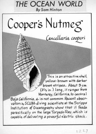Cooper&#39;s nutmeg: Cancellaria cooperi (illustration from &quot;The Ocean World&quot;)