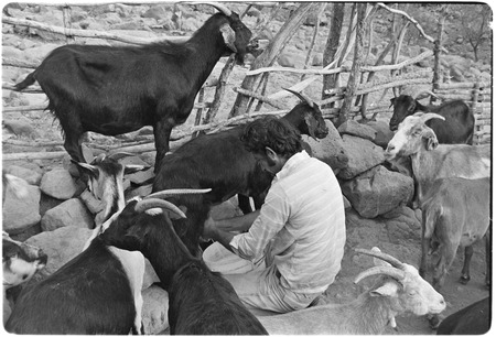 Milking goats at Rancho El Zorrillo