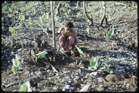 Gardening: Momwaroka planting taro