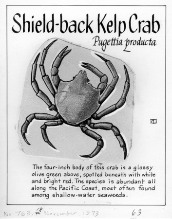 Shield-back kelp crab: Pugettia producta (illustration from &quot;The Ocean World&quot;)