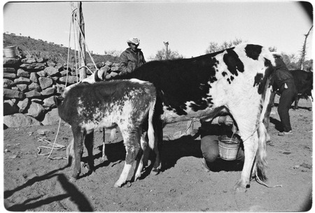 Milking cows at Rancho San Gregorio