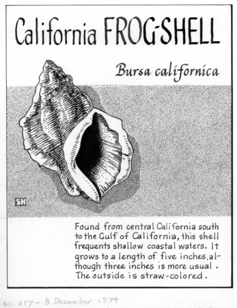 California frog-shell: Bursa californica (illustration from &quot;The Ocean World&quot;)