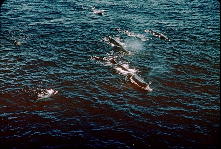 Sperm whales off the coast of Guadalupe Island, Mexico