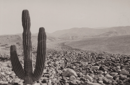 [Gulf of California Expedition: Landscape with cactus] 6
