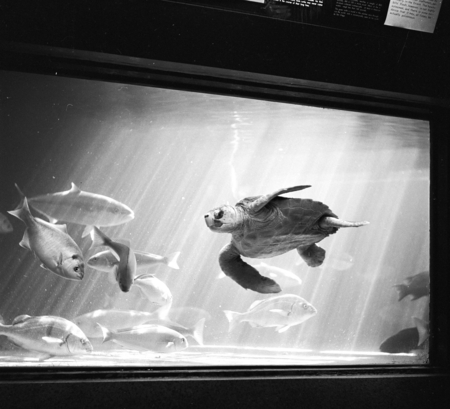 Green Turtle, Scripps Aquarium #2, La Jolla, California, 1950&#39;s