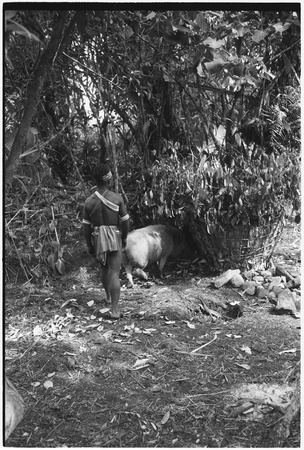 Pig festival, pig sacrifice, Tsembaga: in ancestral shrine, man with tethered pig next to an above ground oven