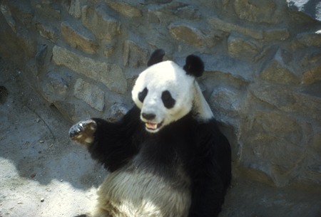 Panda Greeting Foreign Guests, Beijing Zoo