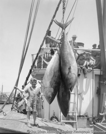 Small boy standing next to catch of large tuna on boat docked at Westgate Sea Products Company
