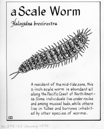 A scale worm: Halosydna brevisetosa (illustration from &quot;The Ocean World&quot;)