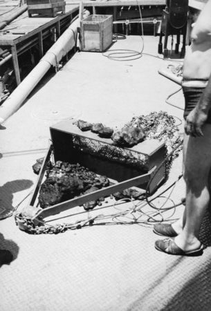 Dredge haul from Sylvania Seamount containing fossil corals. Midpac Expedition, 1950