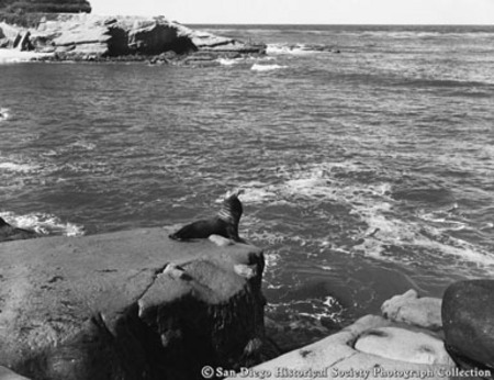 Seal on rock near La Jolla Cove