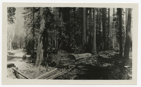 Redwood grove, Del Norte County