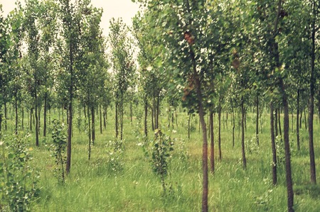 Tree Production