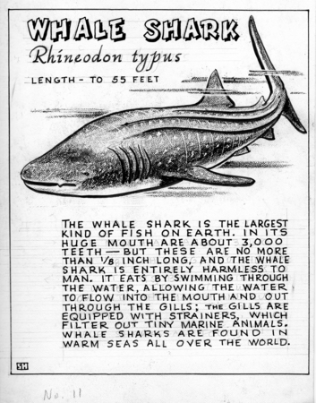 Whale shark: Rhineodon typus (illustration from &quot;The Ocean World&quot;)