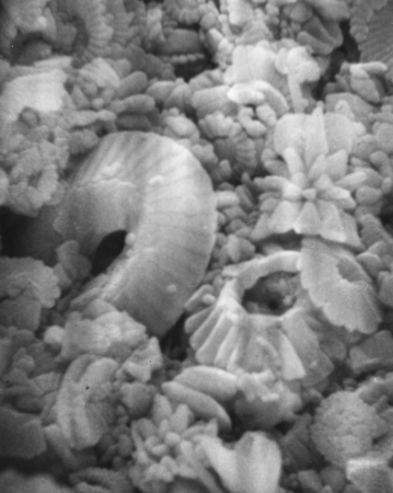 Coccolith Ooze - This scanning electronic microscope picture, magnified 6,000 times, show Coccoliths mixed with Calcite cr...