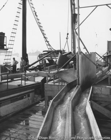Unloading tuna from boat by bucket to sluicing trough at San Diego cannery