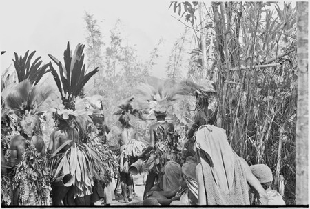 Pig festival, singsing, Kwiop: decorated dancers with feather headdresses, cordyline, and kundu drums