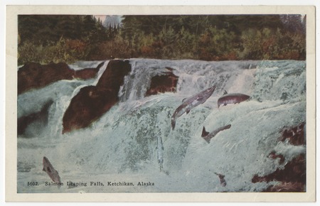 Salmon leaping falls, Ketchikan, Alaska
