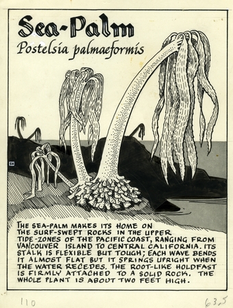 Sea-palm: Postelsia palmaeformis (illustration from &quot;The Ocean World&quot;)