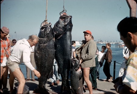 James Ronald Stewart (right) with giant sea bass Stereolepis gigas