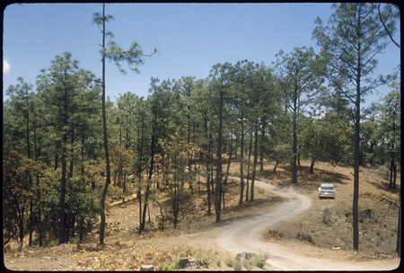 Pine forest north of La Rosa Blanca