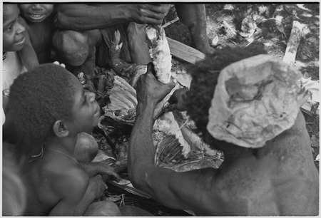 Pig festival, uprooting cordyline ritual, Tsembaga: men cut meat from sacrificial pig, watched by children