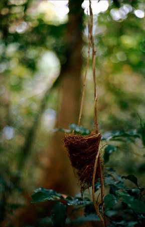 Bird&#39;s Nest in rural Santo