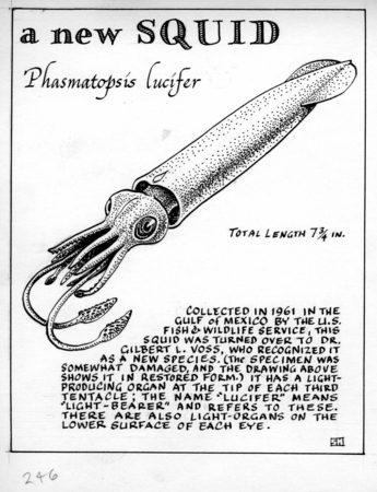 A new squid: Phasmatopsis lucifer (illustration from &quot;The Ocean World&quot;)