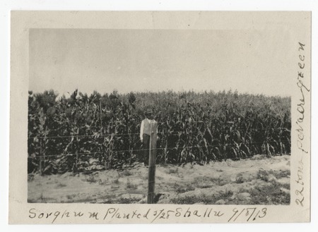 Man in Sorghum field, Avocado Acres